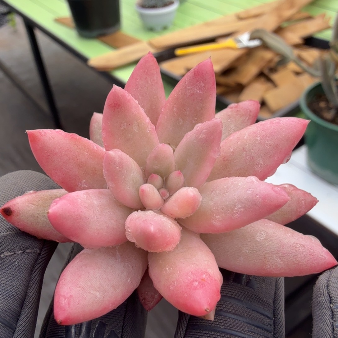 红蜻蜓锦，覆轮锦砍头