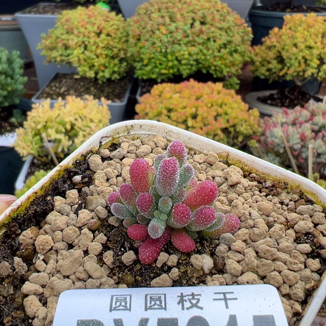 dy5815实生粉冰晶冠幅2.6cm