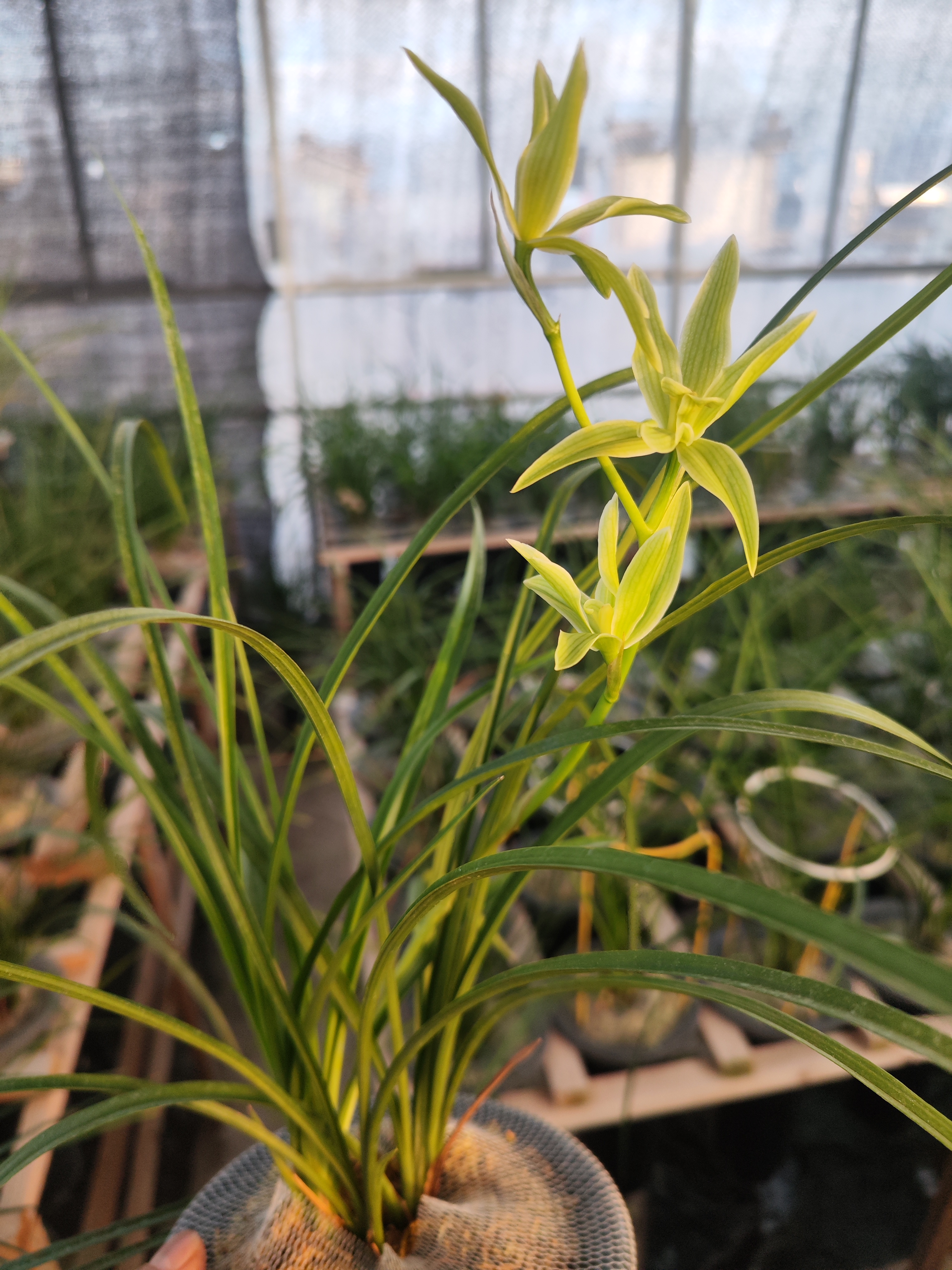 精品连辨兰，花味幽香，高山农家养兰，1苗