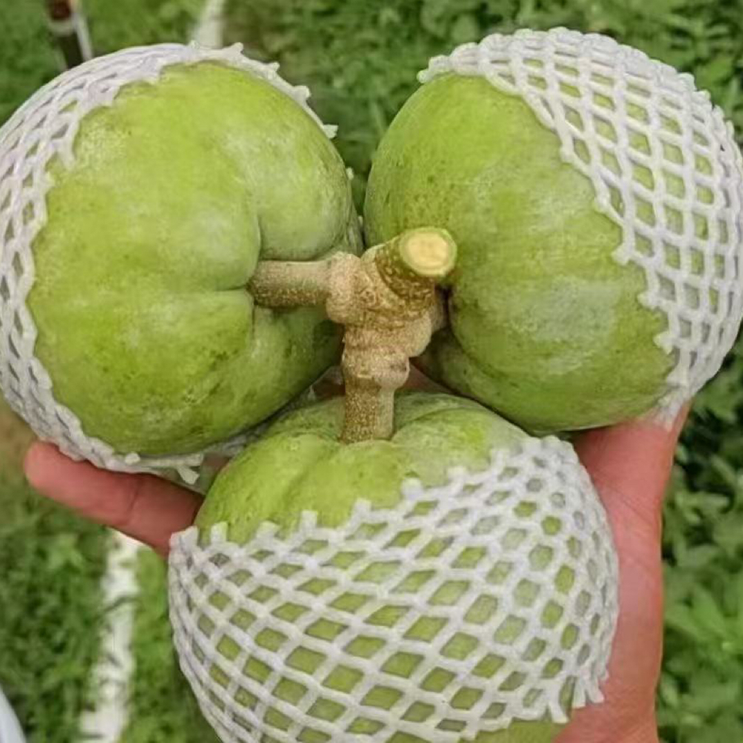 墨版冰淇淋白柿一年四季