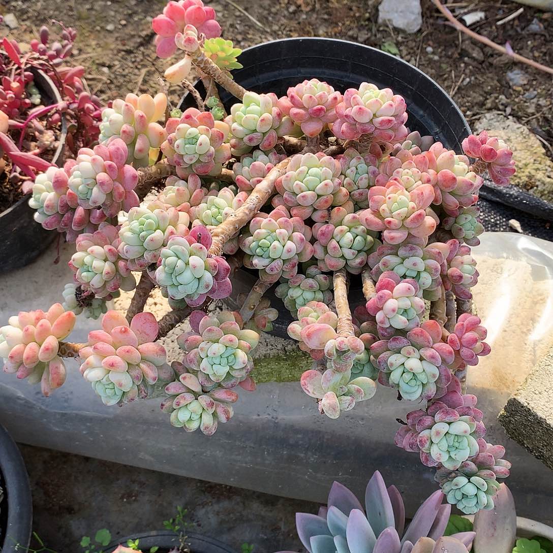 罗琦多肉一物一拍