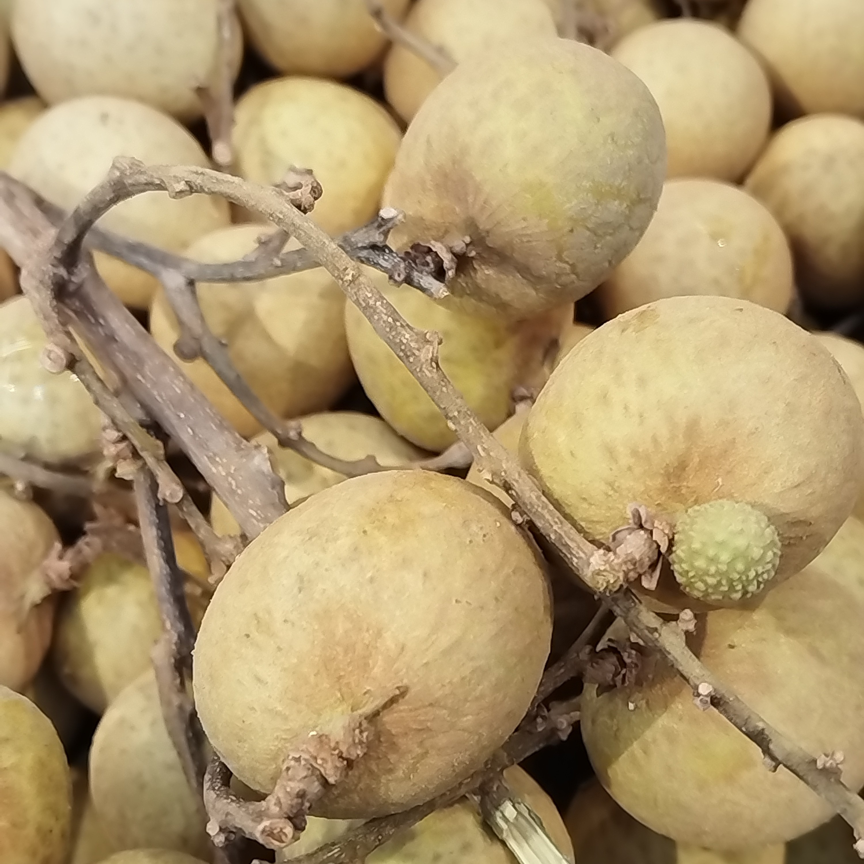 泰国金标龙眼500克