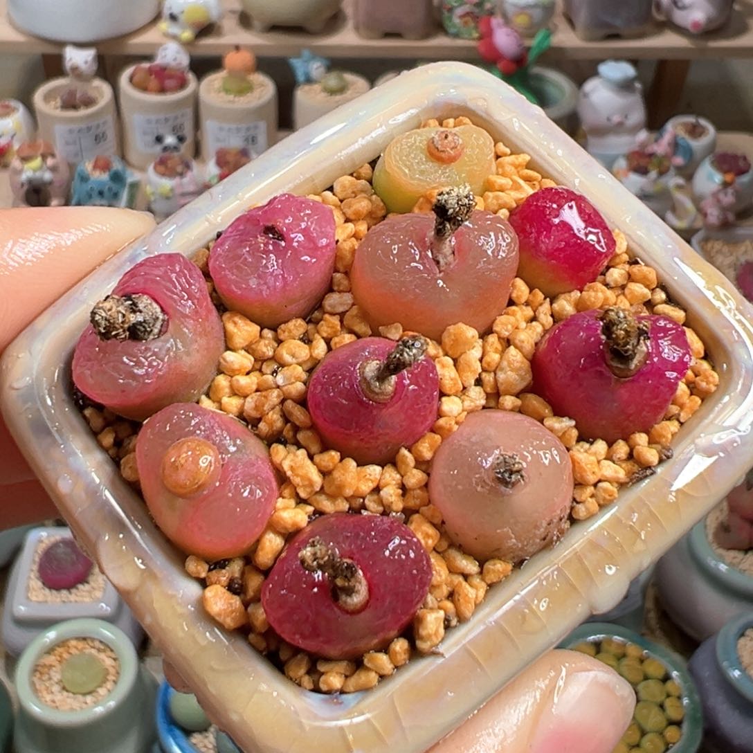 多肉植物105号彩色毛毛