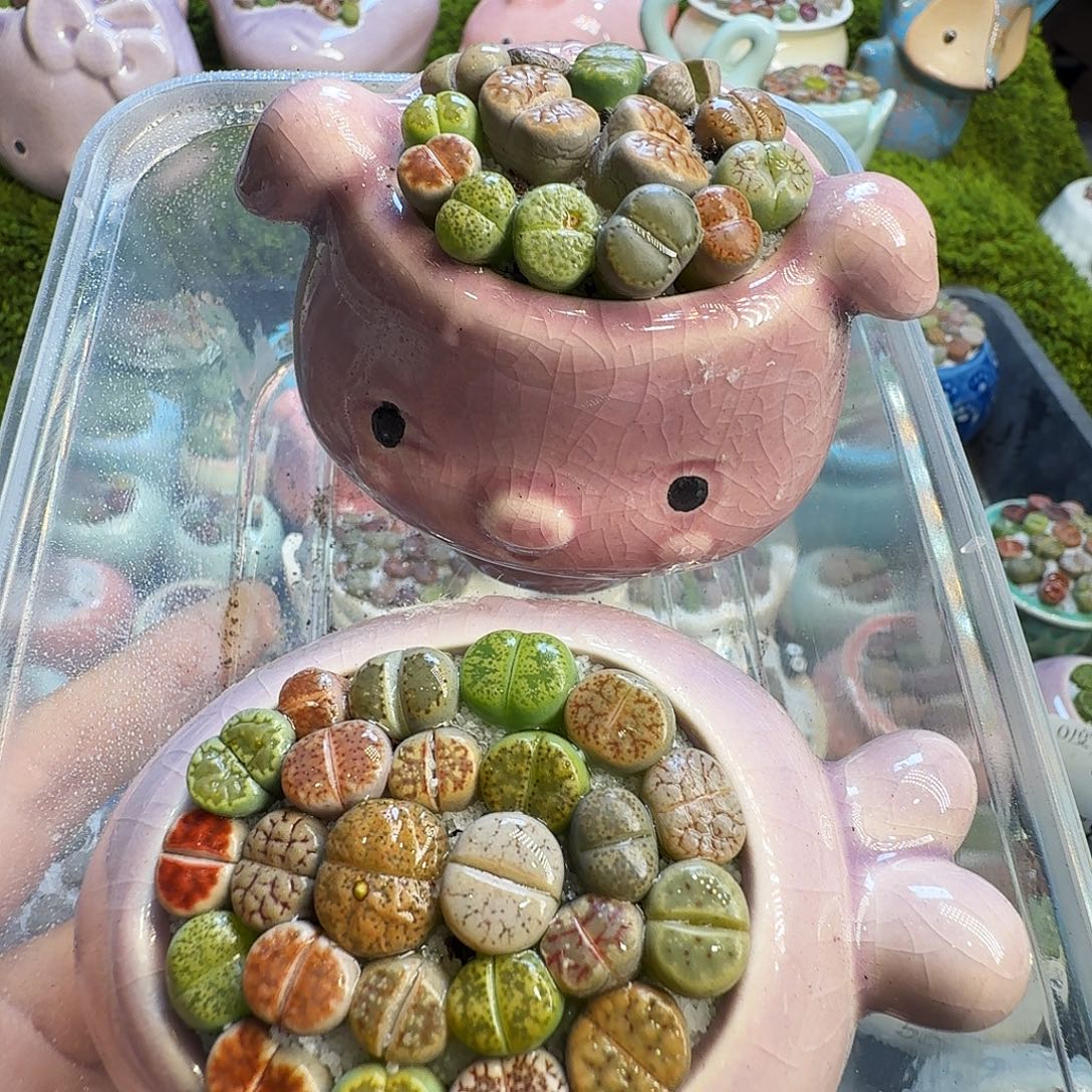 是***吖多肉植物开播福利冲593