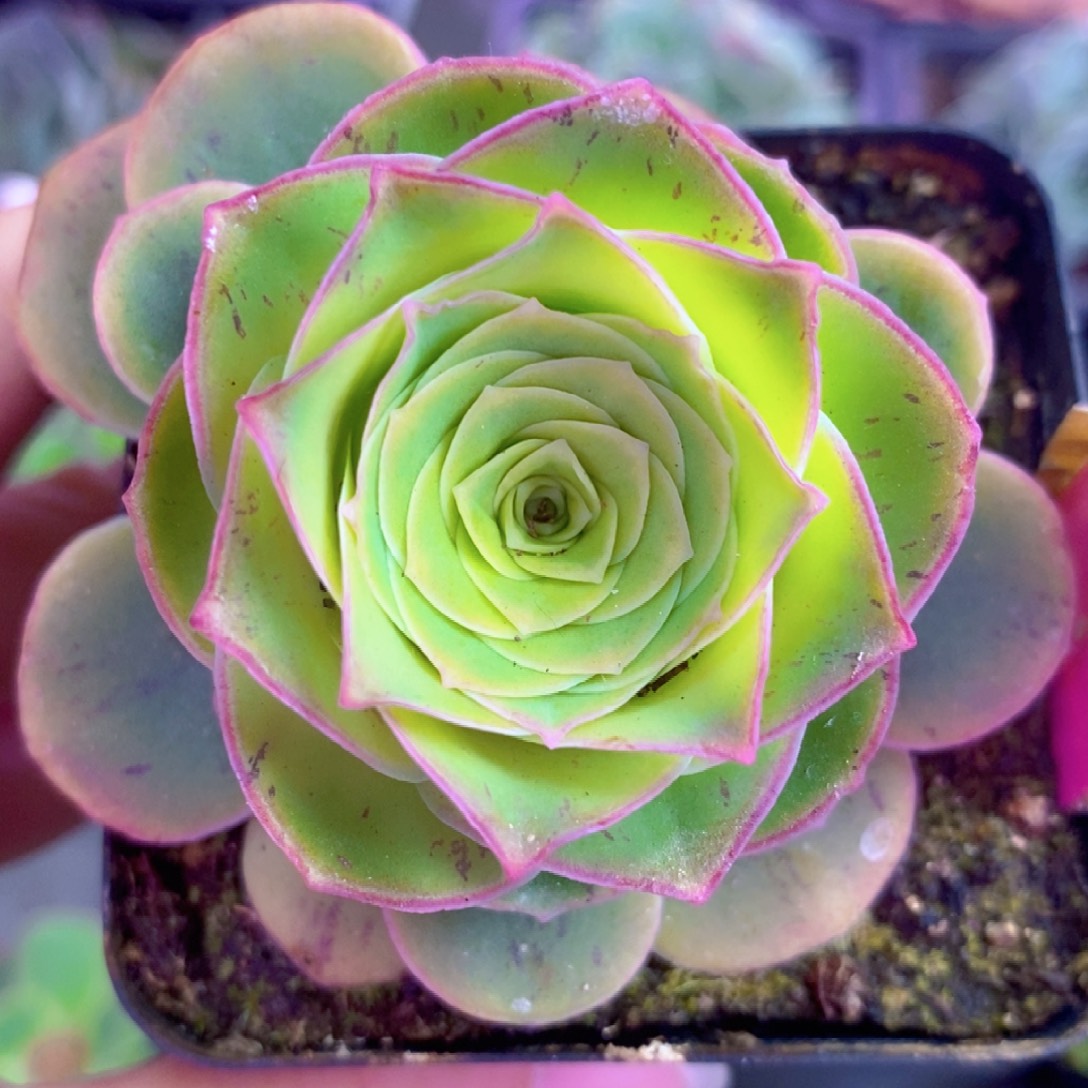 天使之翼一物一拍001山地玫瑰