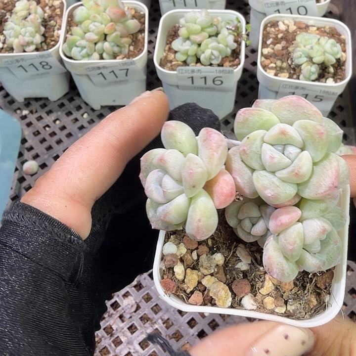 静***月121 号到手1颗一物一拍