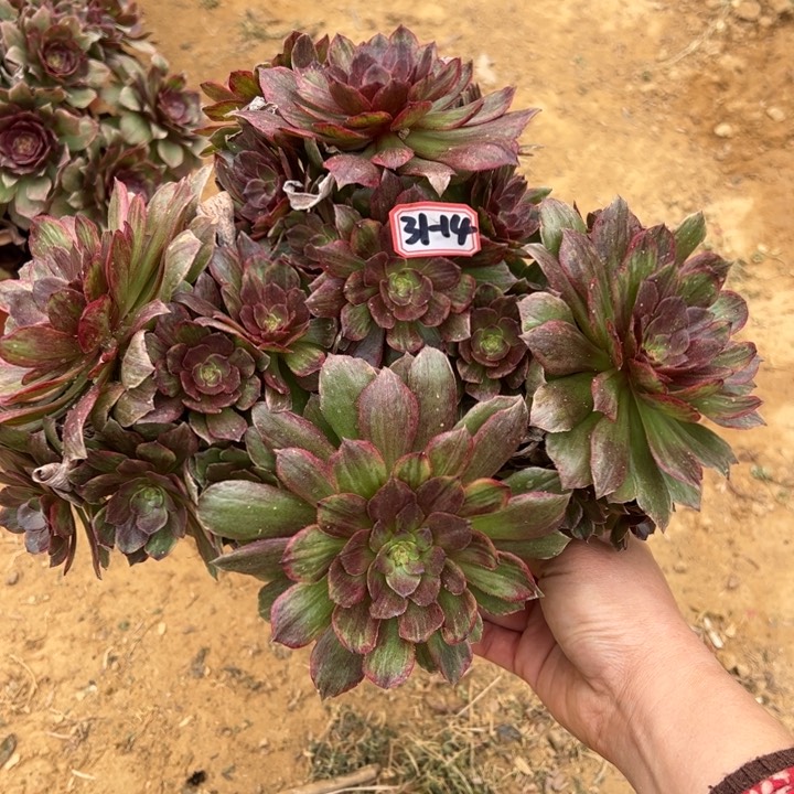 红霞多肉植物31-14 