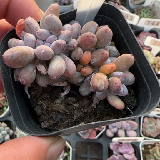 236长叶桃美人醉多肉