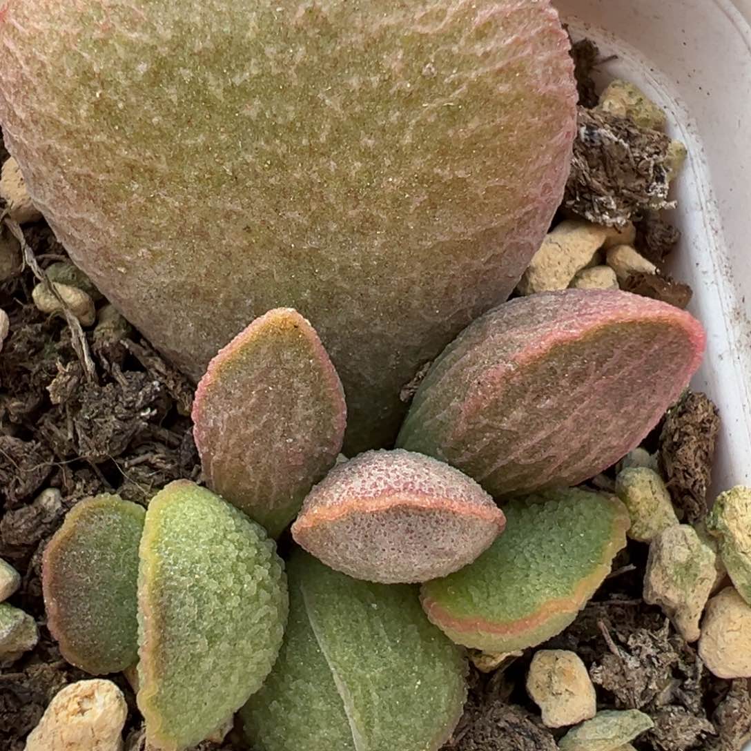 粉姬水泡多肉植物水泡