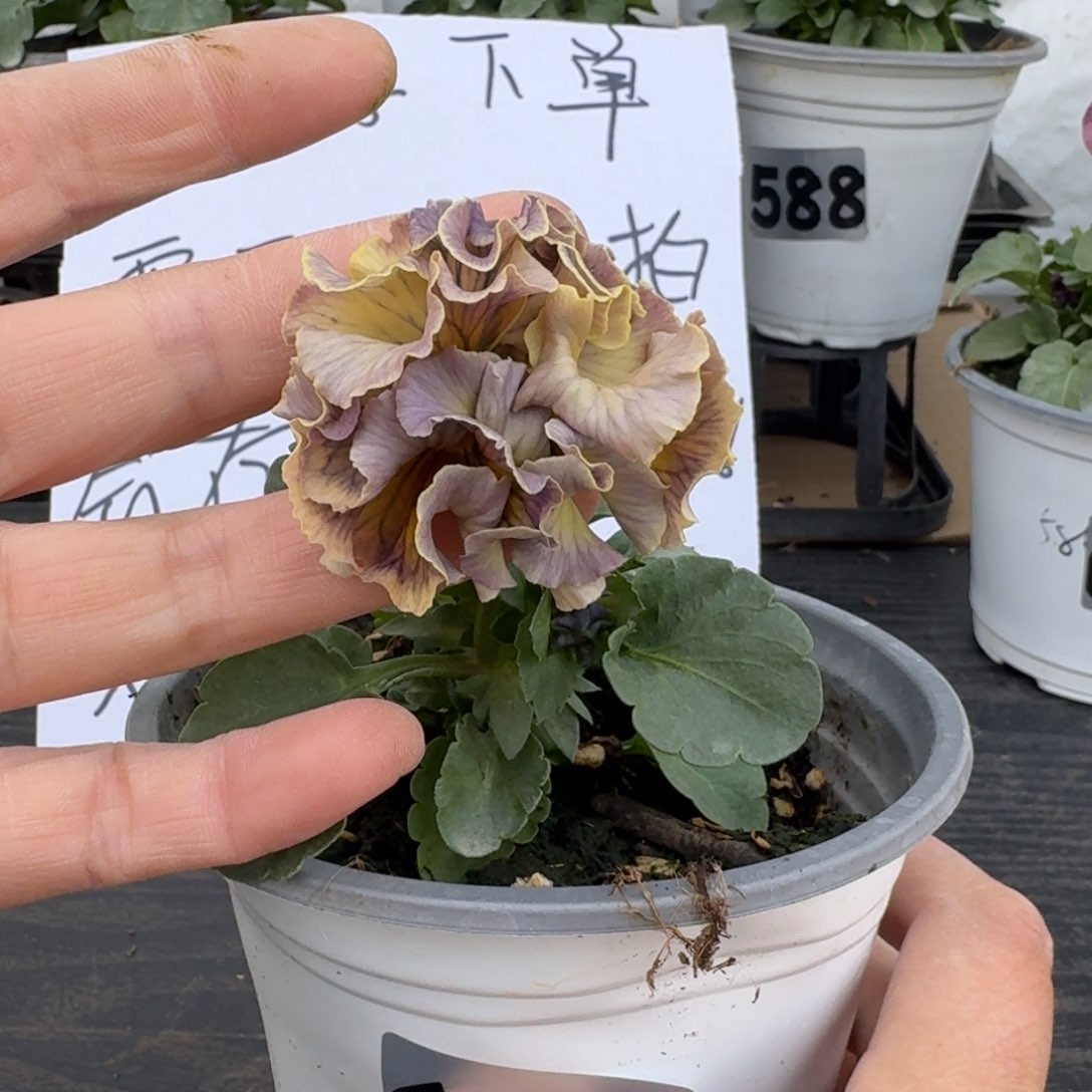 全部花朵658号金棕榈