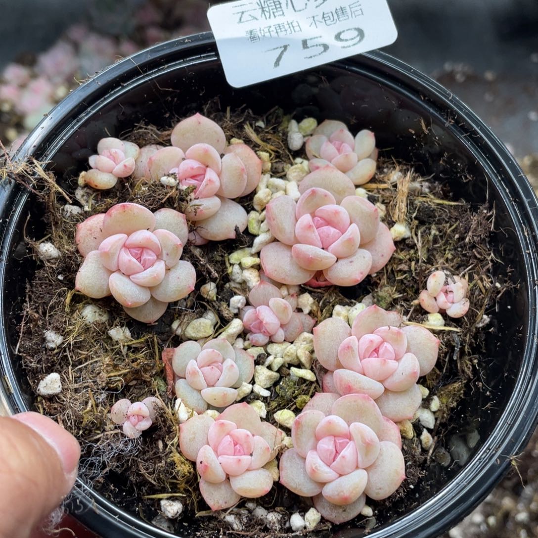 云糖心多肉植物759
