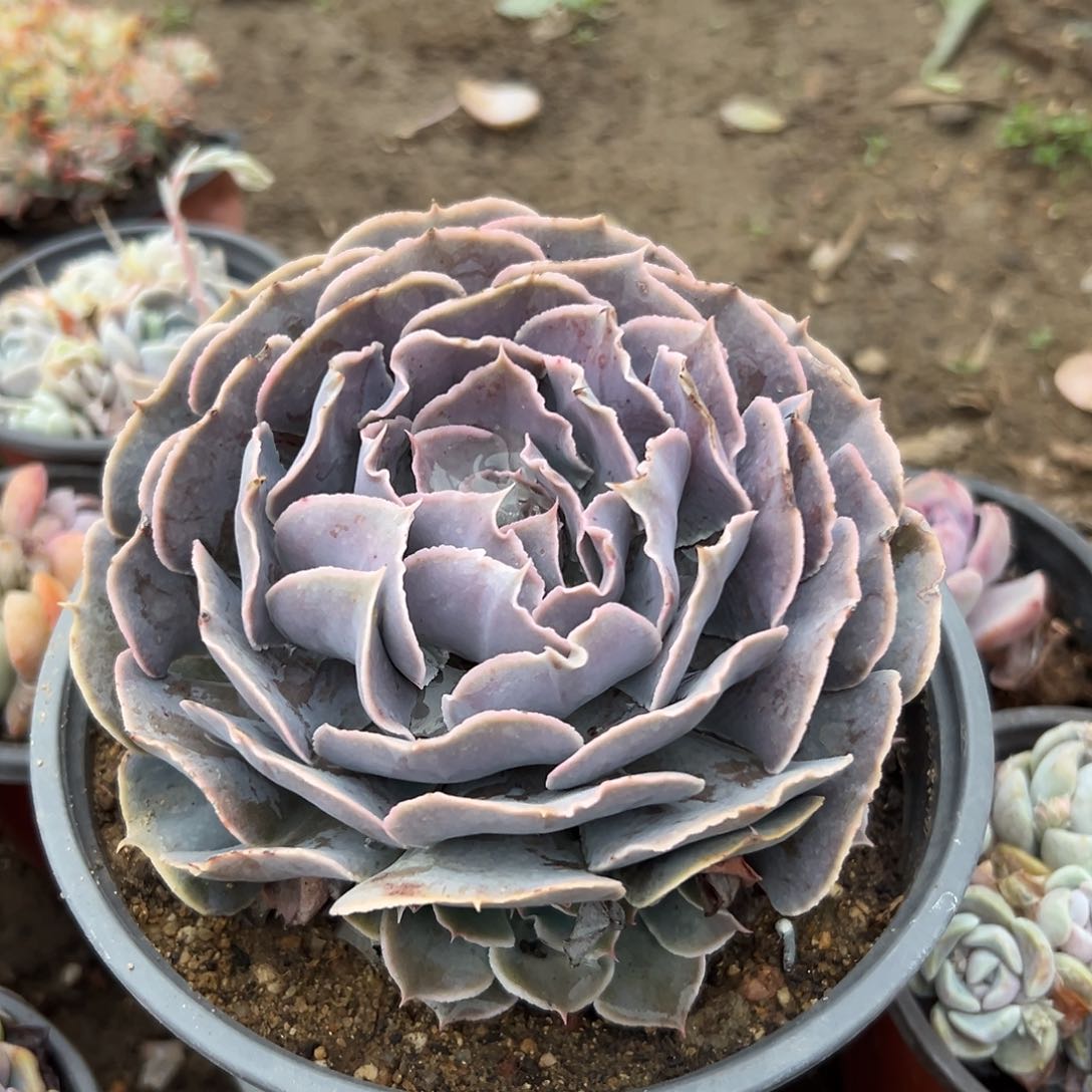 多肉植物沙漠之星