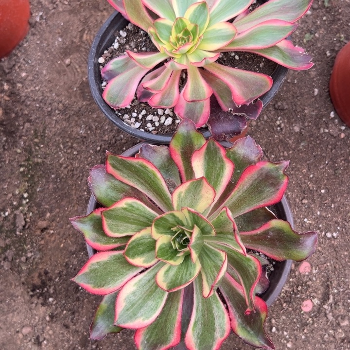 多肉植物魅影➕红魔女不售后