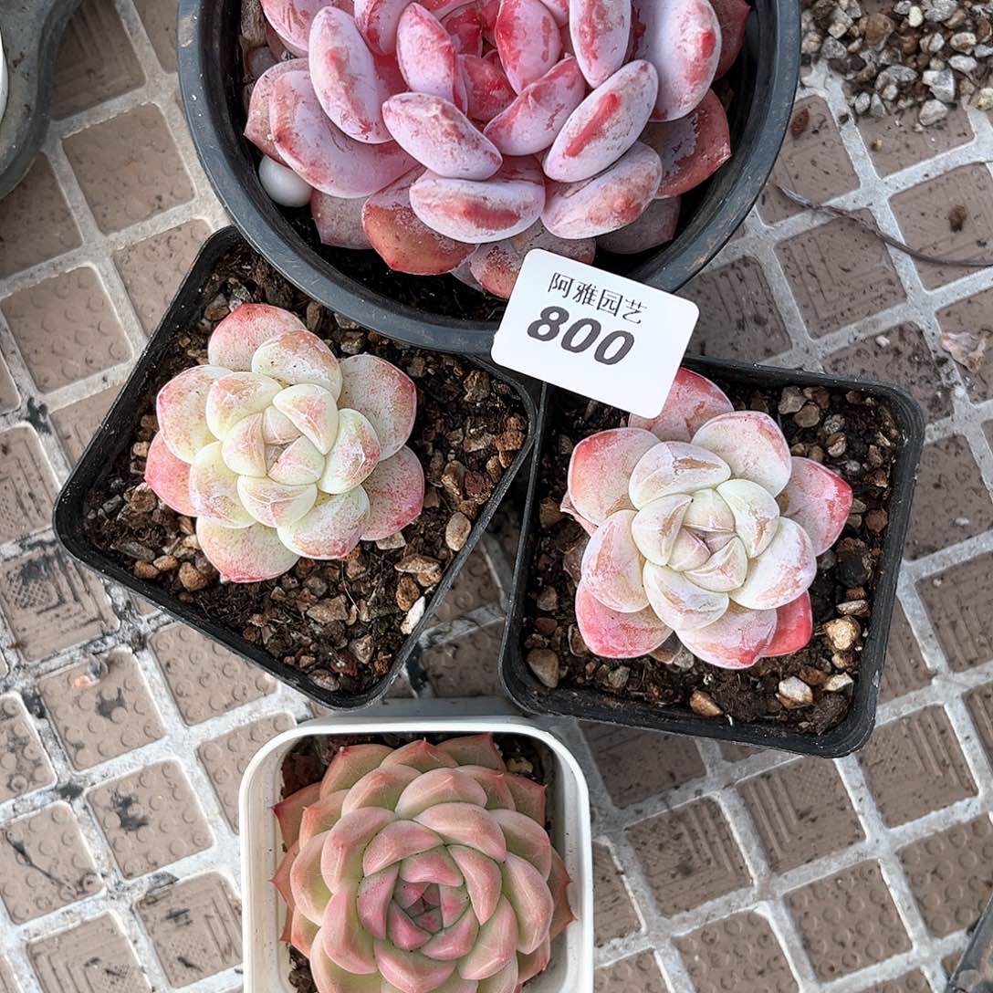 阿雅园艺。           800