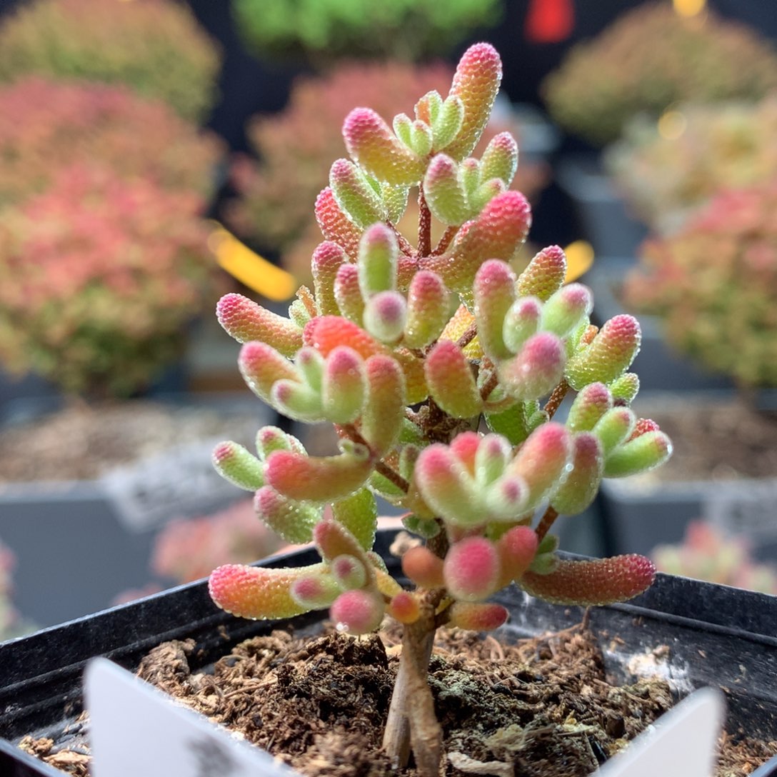 B314冰糖枝干番杏