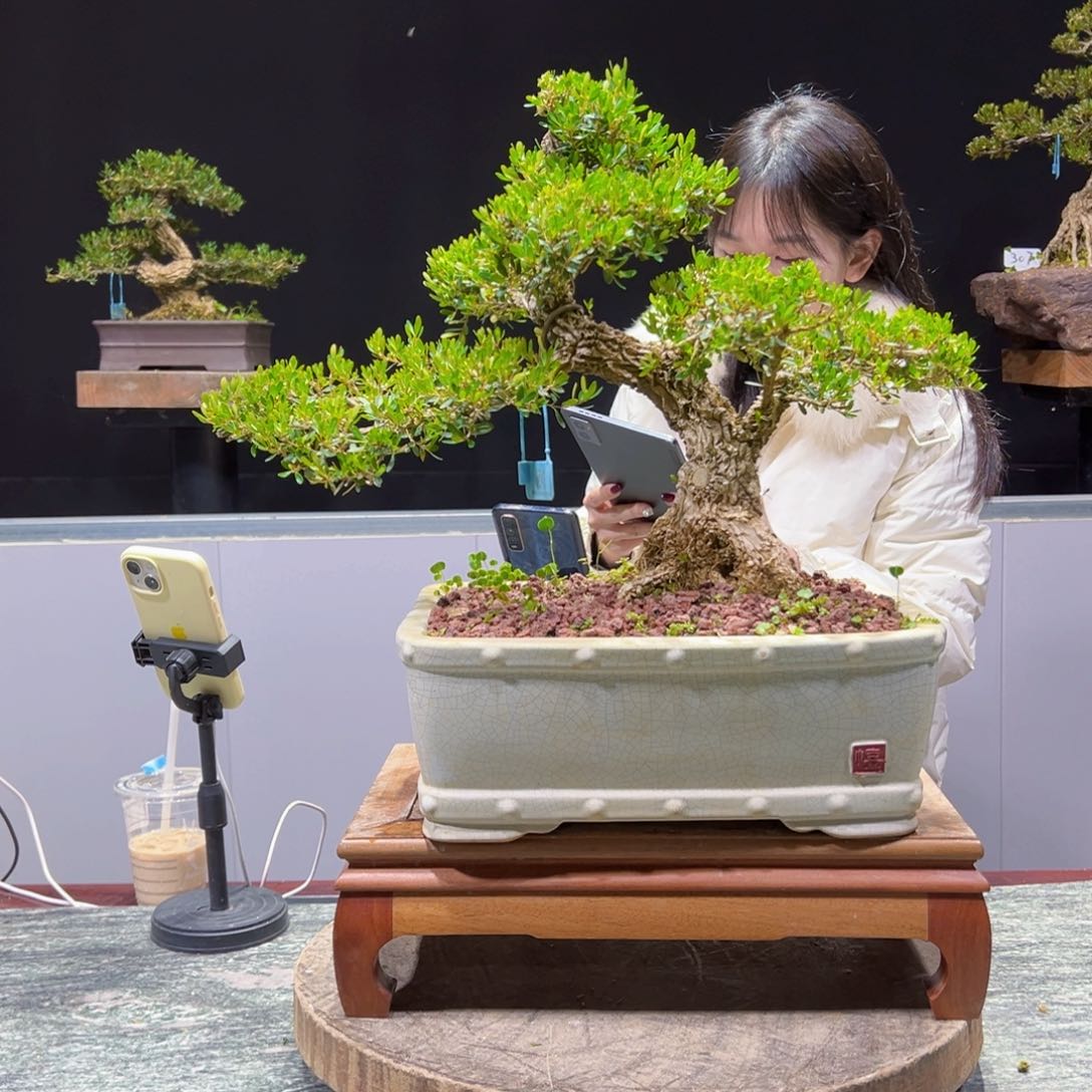 四季常青老桩黄杨盆景