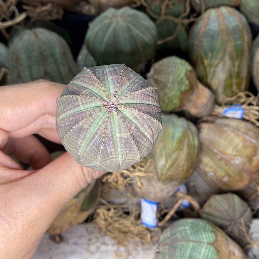 13 欧系实生布纹球多肉植物