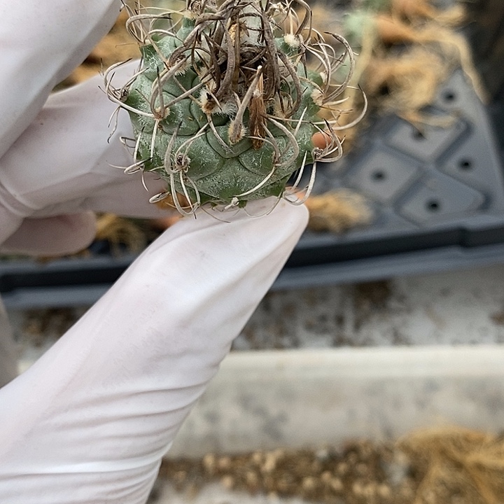 31娇丽升云龙一个3.1公分左右