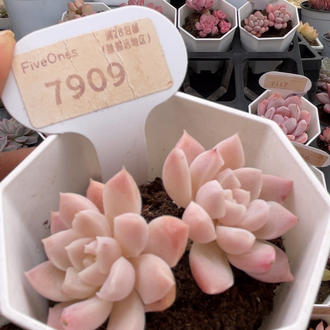 白雪7909-6.0厘米