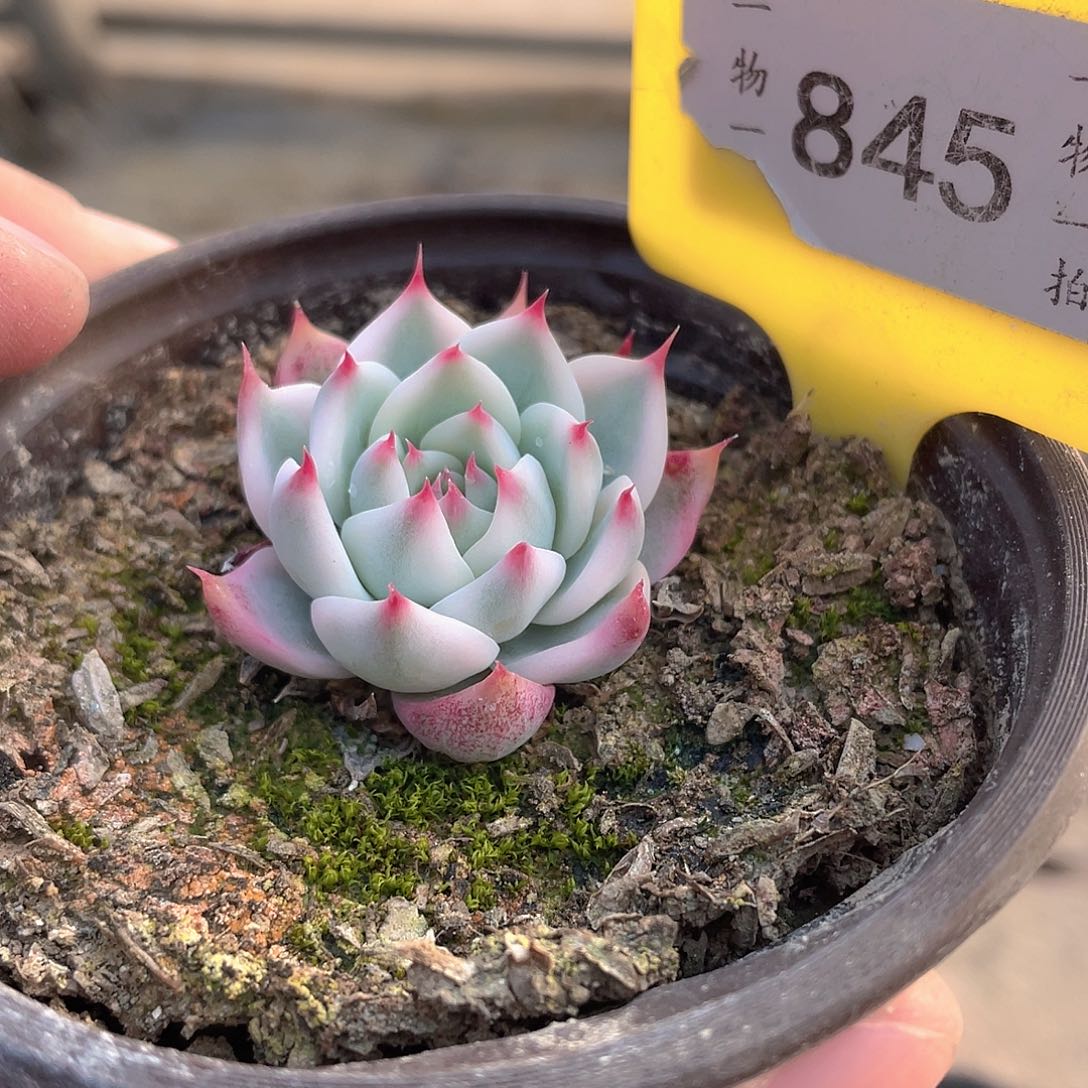 吉娃娃锦845号多肉