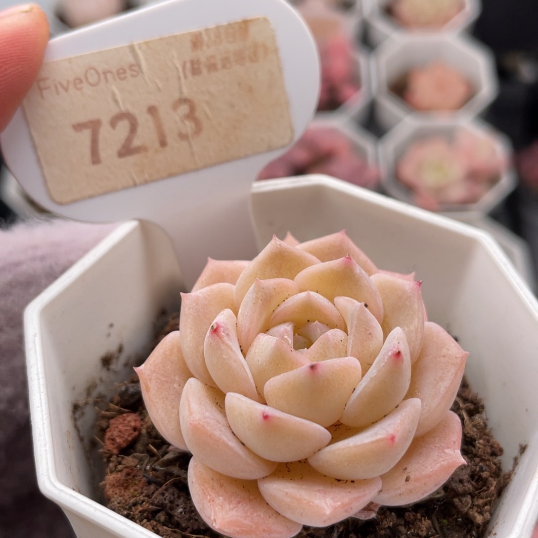 纯爱7213-4.0厘米