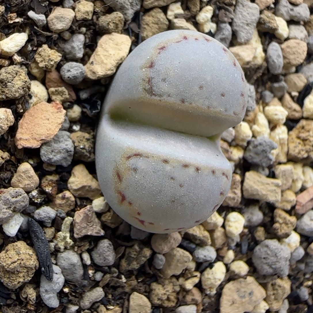 金边饼干清框福利30包邮