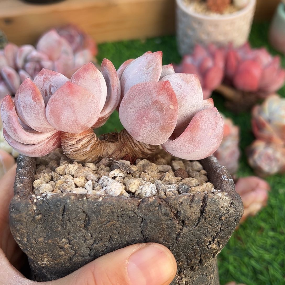 啊石榴籽星影小树福利