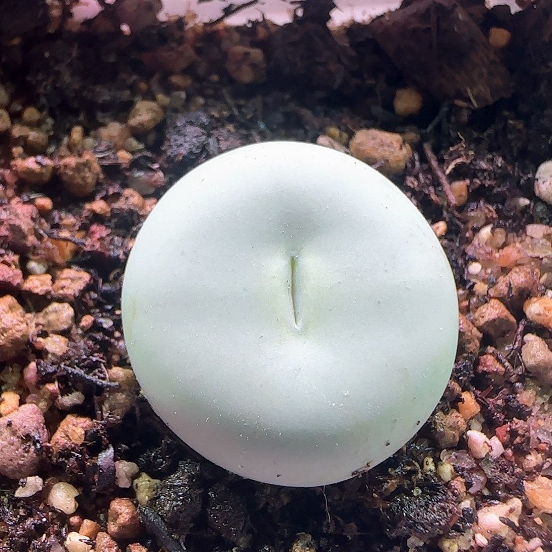 嘴。                   662