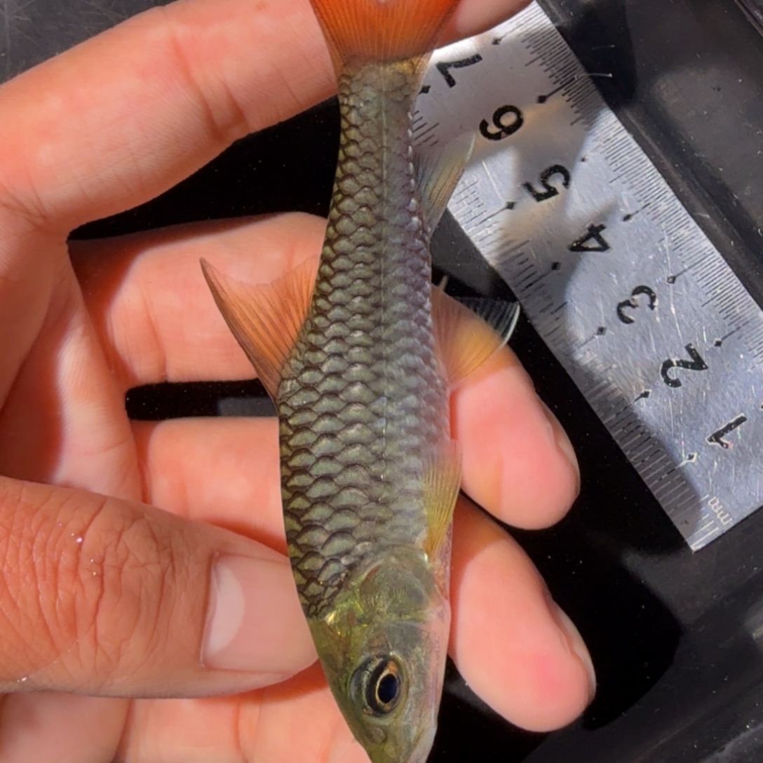 海水鱼缅甸盈江  吉罗鱼