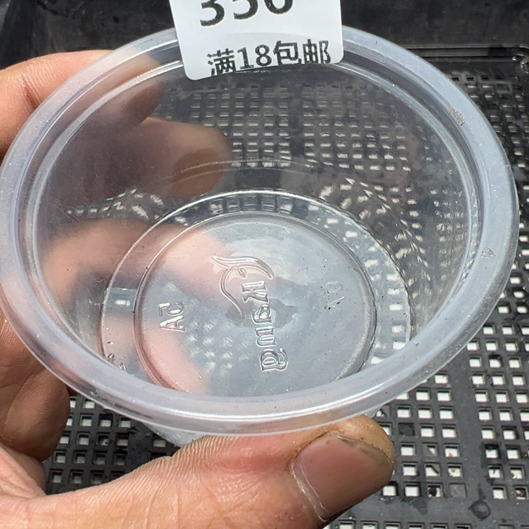 【闪购商品】K*k 356。     鸽子蛋两颗 