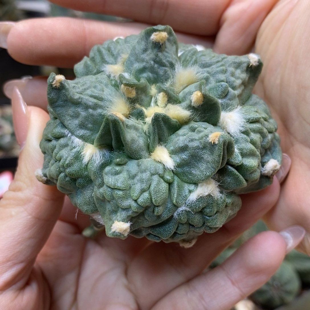     23号 苗接 怒涛岩牡丹整体6.5公分 无根