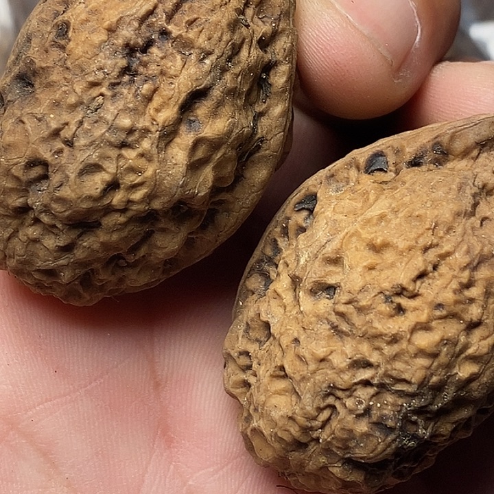 把件文玩核桃云南铁核桃6
