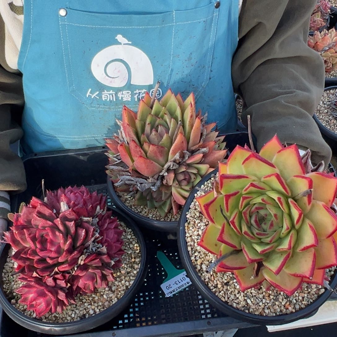 从前慢多肉精选编号0113.20