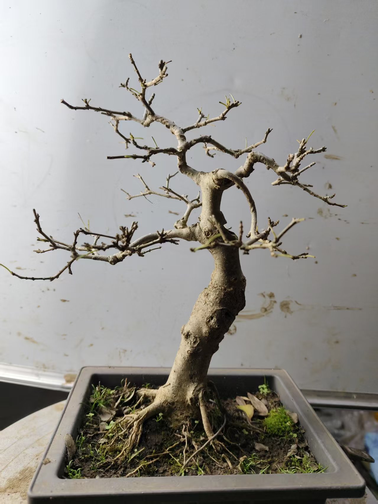 对节白蜡老桩盆景 一物一拍直播间选购请勿擅自下单