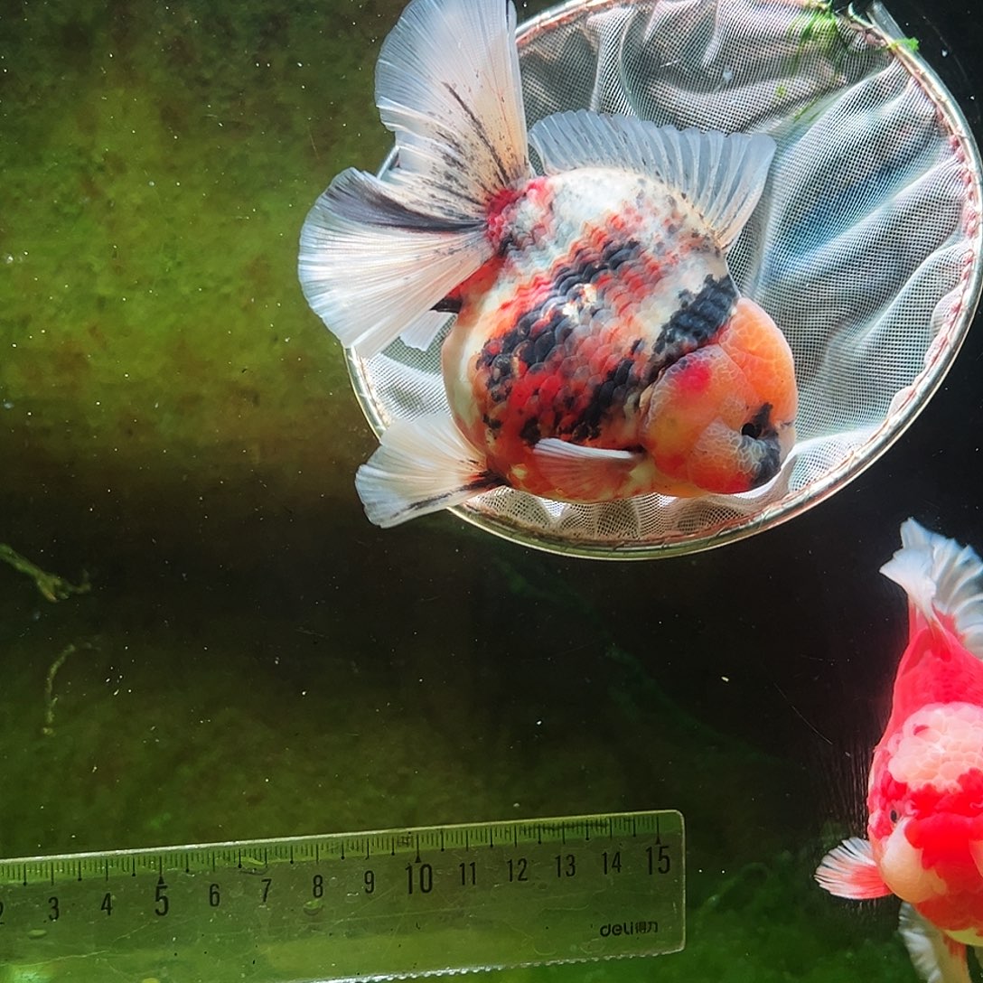 金鱼冷水金鱼百褶泰狮