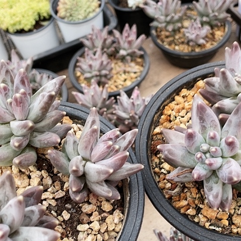 乌拉克拉无砍18.88888