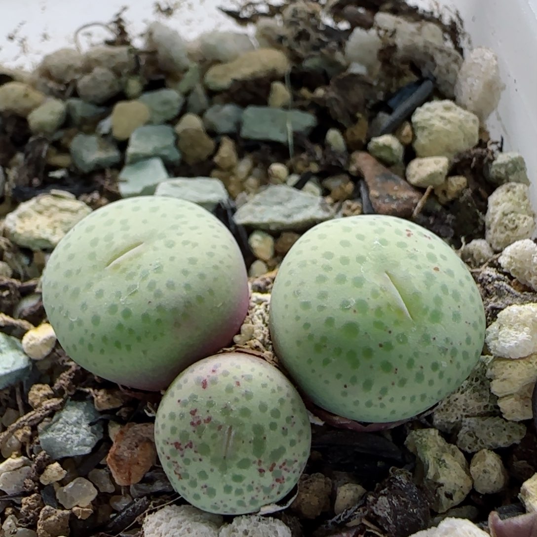 1-30-2-2新年福利8.8折奶油厚嘴1.2cm脱土