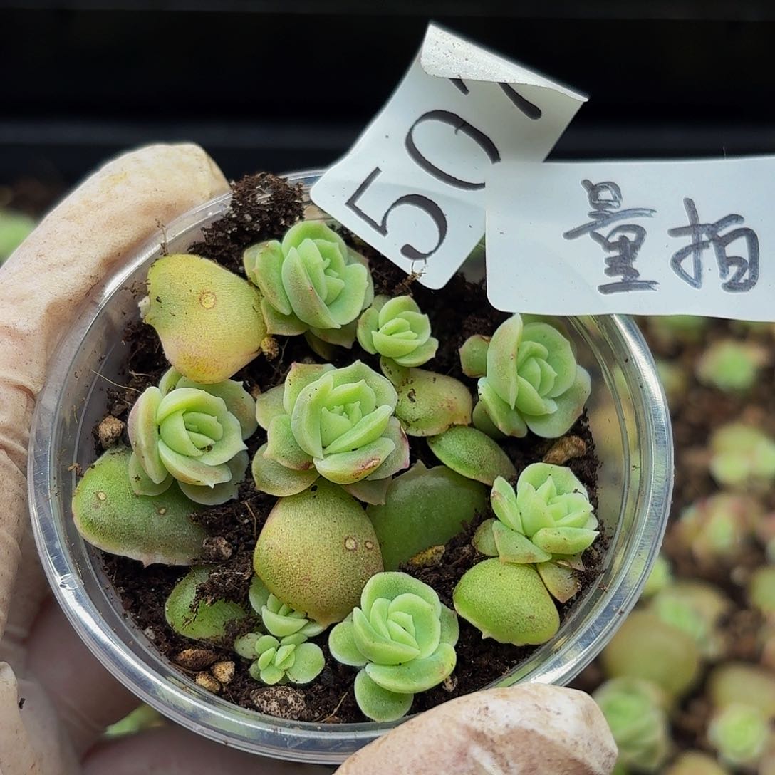 多肉植物多肉植物507量拍