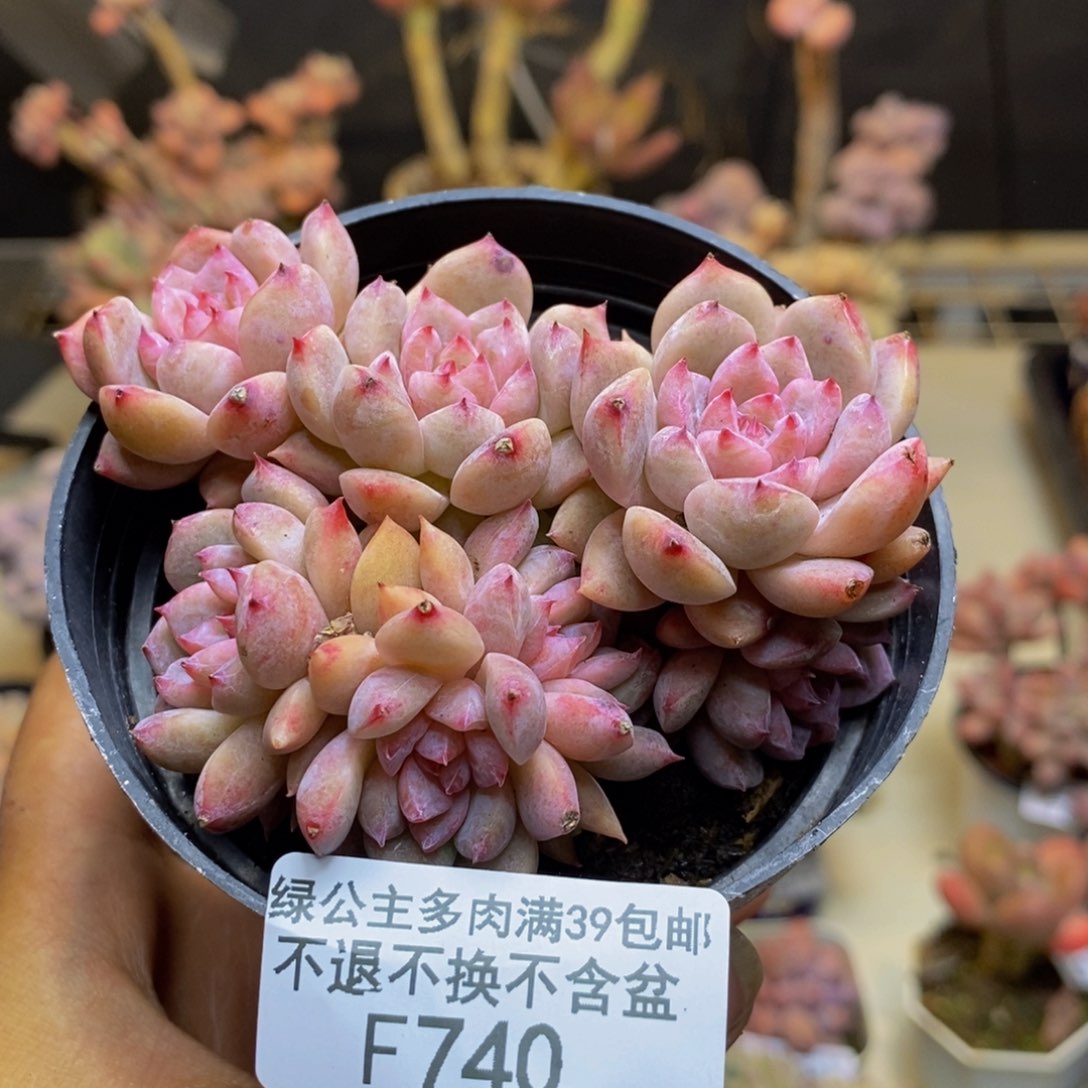 740迷你星星多肉不包整