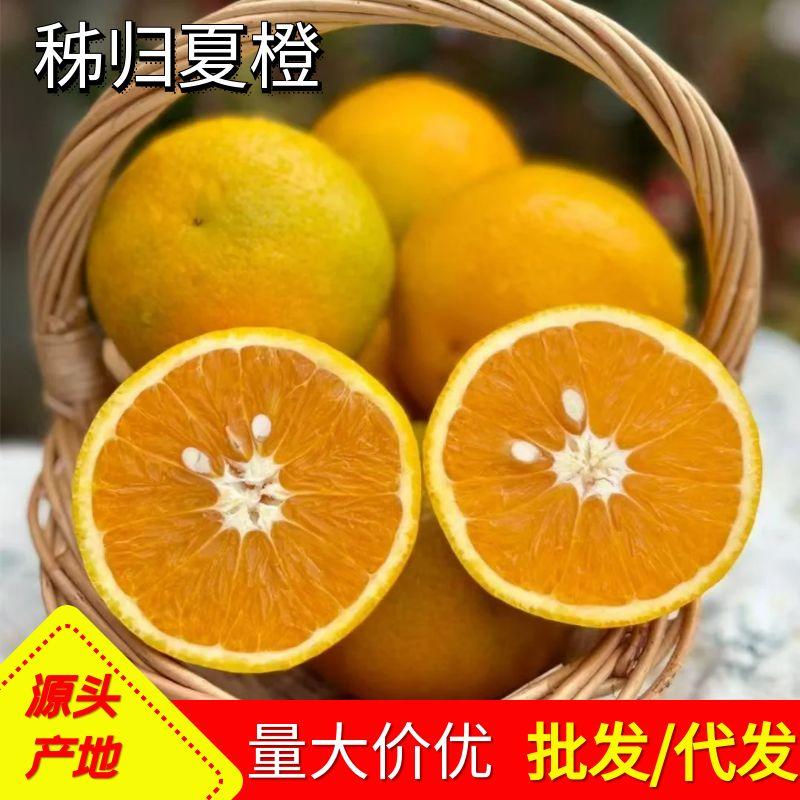 秭归夏橙大果现摘新鲜橙子果园现摘当季多汁九分甜脐橙榨汁水果