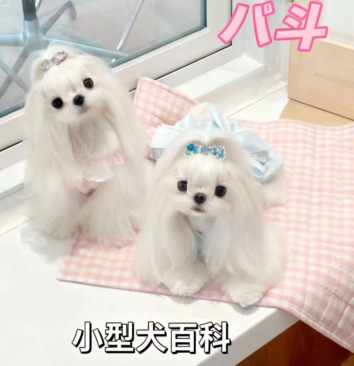 八斗教你了解狗狗兴趣与爱好