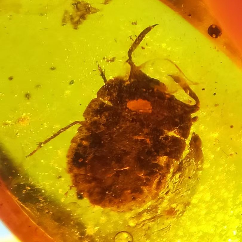 蟾蝽天然缅甸琥珀蜜蜡虫珀原石裸石无优化化石昆虫保真正品