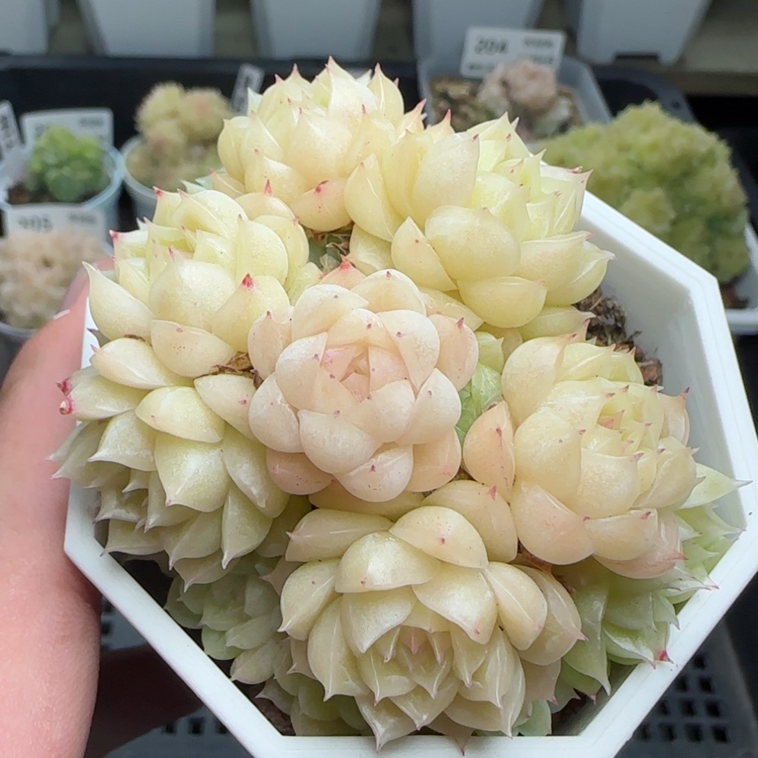 0206-209优选包子麦秆