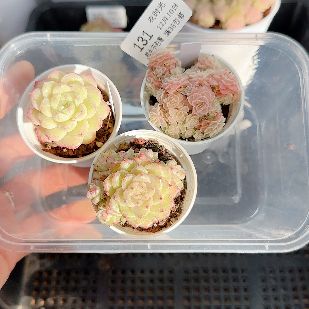 1210-131（打包3颗）专拍