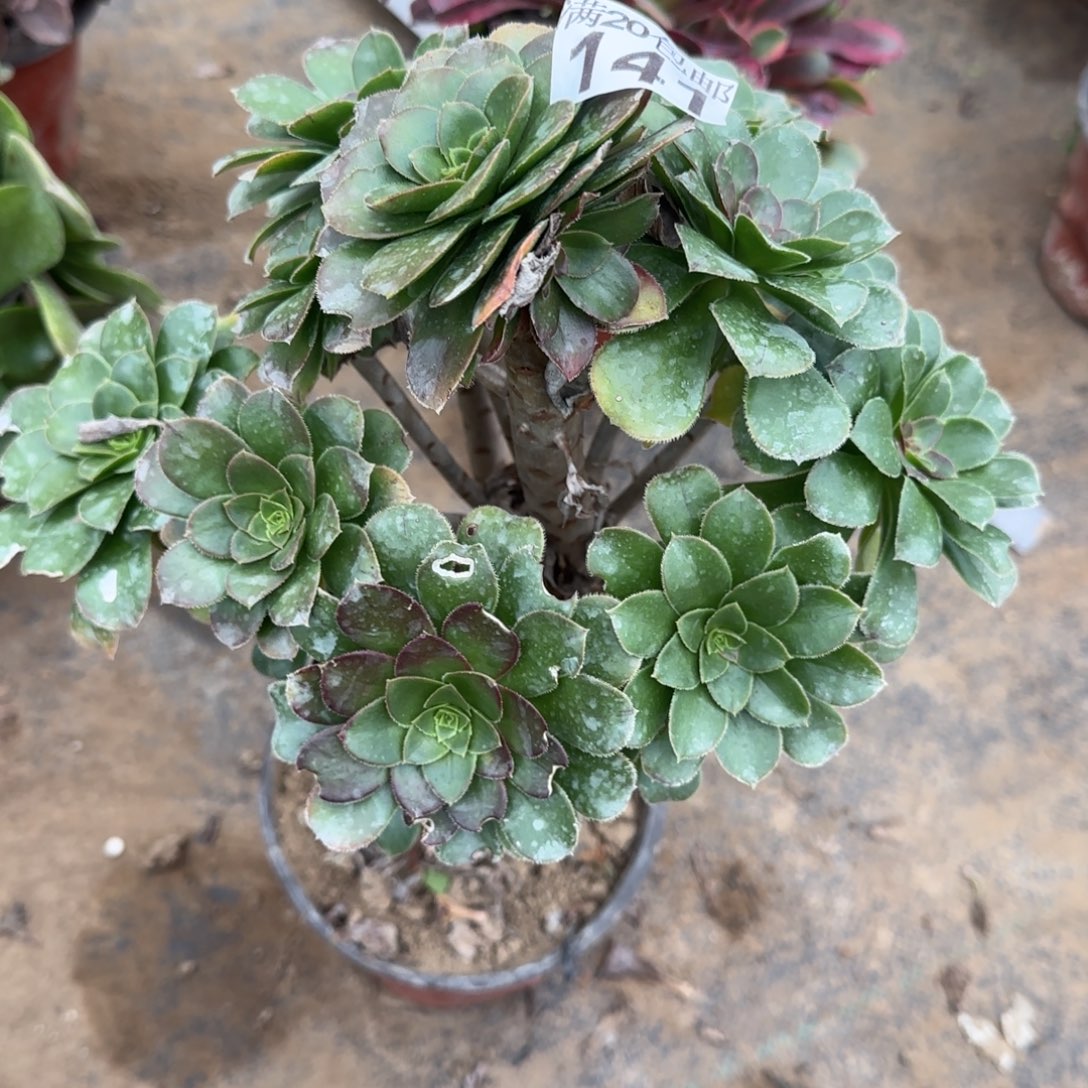 绿豆141满20包邮断枝不包