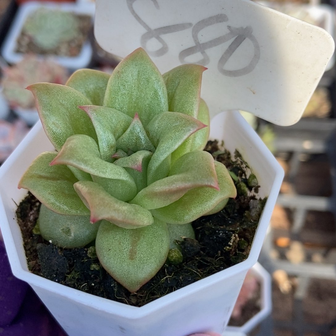 880蔷薇锦多肉植物