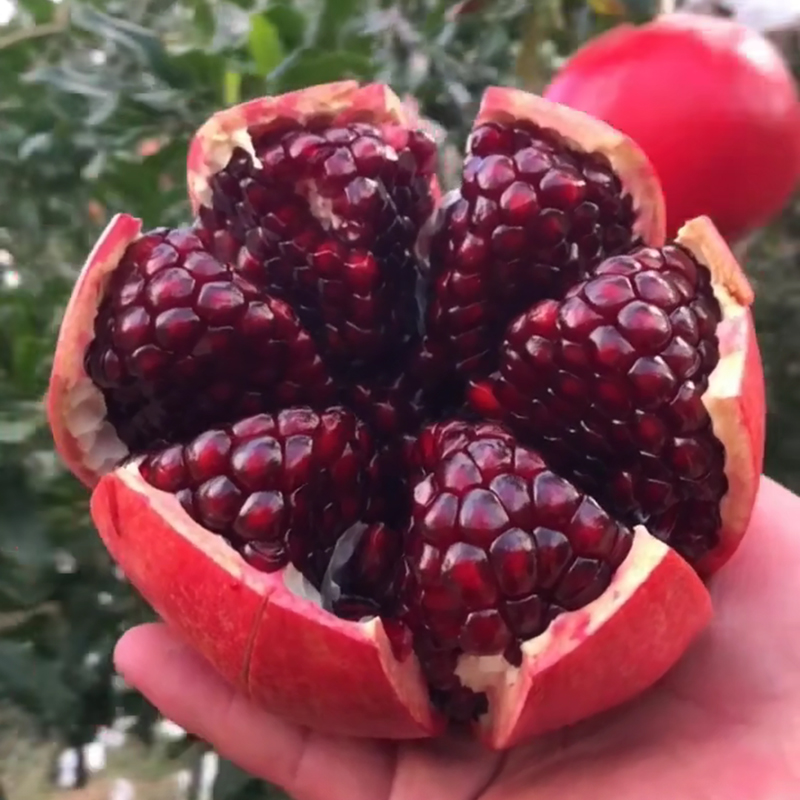 石榴树树苗特大突尼斯软籽石榴苗盆栽南方北方种植当年结果石榴苗