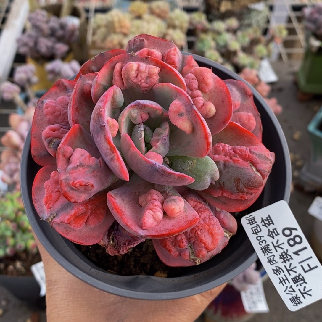 雨滴锦189/8cm多肉