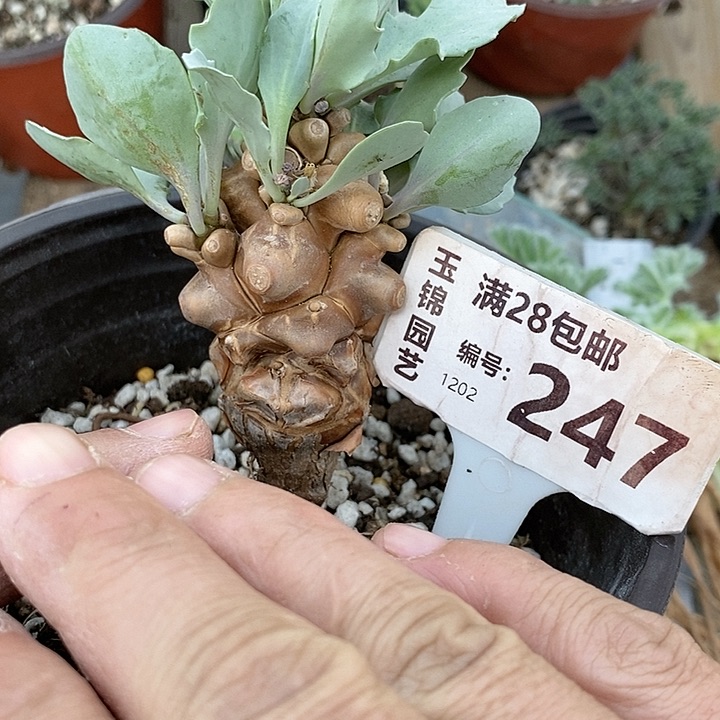 247一一一一一一一