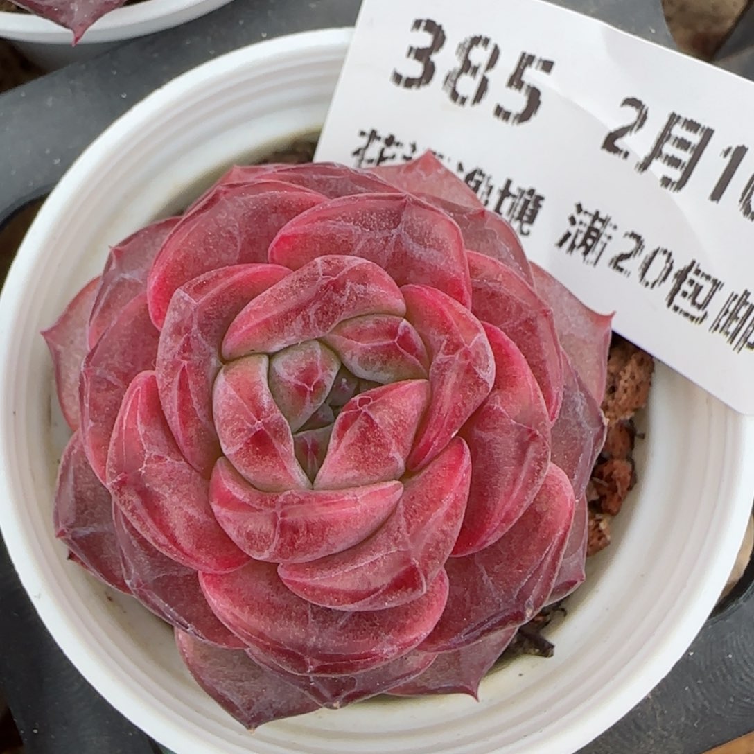 花语逸境0210-385